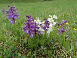 Vstavač kukačka  (Orchis morio L.)