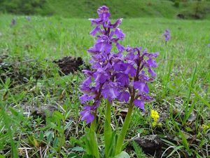 Vstavač kukačka  (Orchis morio L.)