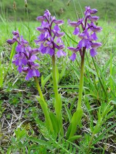 Vstavač kukačka  (Orchis morio L.)