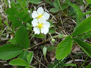 Jahodník obecný (Fragaria vesca)