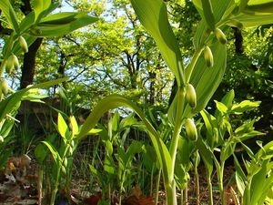 Kokořík vonný (Polygonatum odoratum)