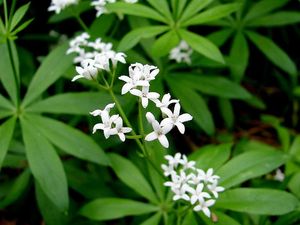 Svízel vonný  (Galium odoratum)