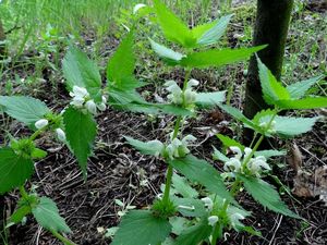 Hluchavka bílá (Lamium album)