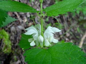 Hluchavka bílá (Lamium album)