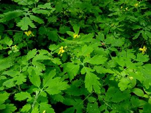 Vlaštovičník větší (Chelidonium majus)