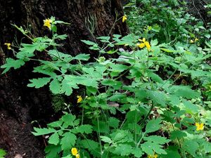 Vlaštovičník větší (Chelidonium majus)