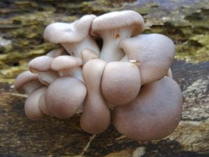Hlíva plicní - Pleurotus pulmonarius (Fr.) Quél. 1872
