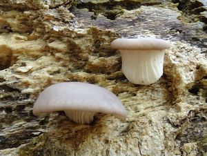 Hlíva plicní - Pleurotus pulmonarius (Fr.) Quél. 1872