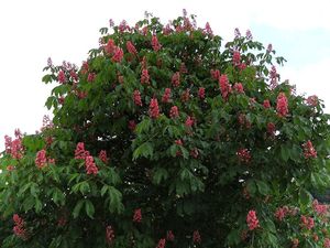 Jírovec pleťový (Aesculus x carnea)