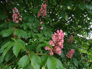 Jírovec pleťový (Aesculus x carnea)