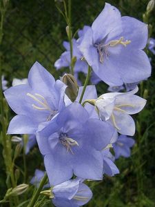 Zvonek broskvolistý (Campanula persicifolia L.)