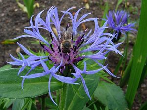 Chrpa horská (Centaurea montana)