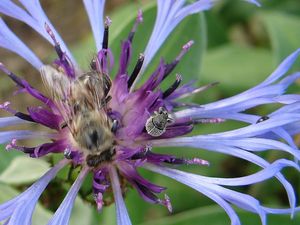 Chrpa horská (Centaurea montana)