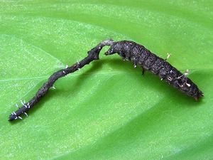 Housenice střevlíková - Cordyceps entomorrhiza