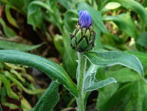 Chrpa horská (Centaurea montana)