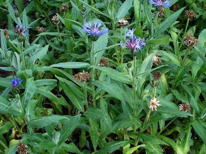 Chrpa horská (Centaurea montana)