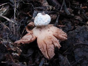 Hvězdovka límečková - Geastrum striatum DC. 1805