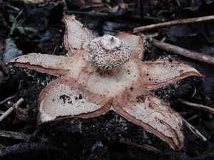 Hvězdovka límečková - Geastrum striatum DC. 1805