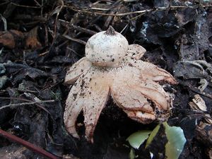 Hvězdovka límečková - Geastrum striatum DC. 1805