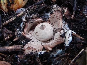 Hvězdovka límečková - Geastrum striatum DC. 1805