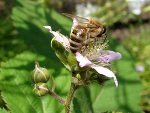 Ostružiník obecný (Rubus fruticosus)