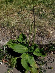Jitrocel větší (Plantago major)