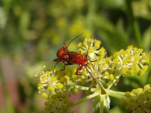 Libeček lékařský (Levisticum officinale)