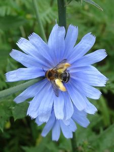 Čekanka obecná (Cichorium intybus L.)