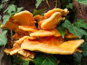 Sírovec žlutooranžový - Laetiporus sulphureus (Bull.) Murrill 1920
