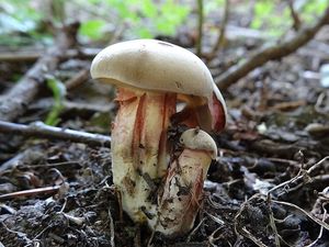 Klikni pro velký obrázek