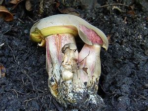 Klikni pro velký obrázek