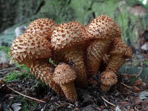 Šupinovka kostrbatá - Pholiota squarrosa (Vahl) P. Kumm. 1871