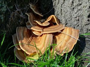 Vějířovec obrovský - Meripilus giganteus (Pers.) P. Karst. 1882
