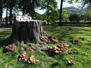 Vějířovec obrovský - Meripilus giganteus (Pers.) P. Karst. 1882