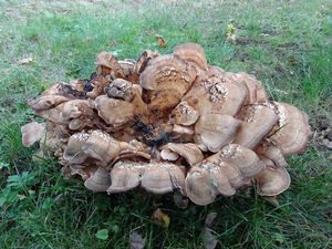 Vějířovec obrovský - Meripilus giganteus (Pers.) P. Karst. 1882