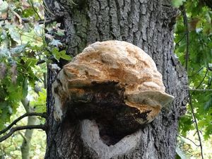 Síťkovec dubový - Daedalea quercina  (L.) Pers. 1801