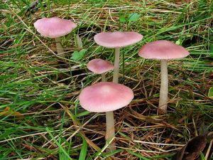 Helmovka narůžovělá - Mycena rosea Gramberg 1912