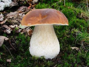 Klikni pro velký obrázek