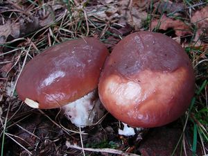 Klouzek obecný - Suillus luteus (L.) Roussel 1796