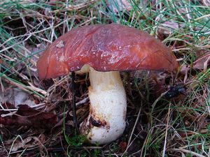 Klouzek obecný - Suillus luteus (L.) Roussel 1796