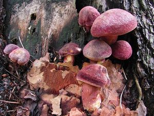 Klikni pro velký obrázek