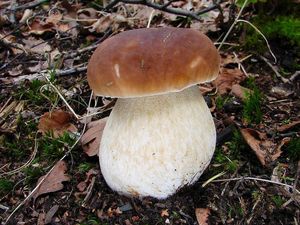 Klikni pro velký obrázek