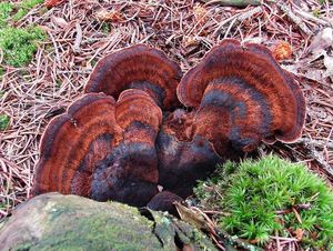 Smolokorka pryskyřičná - Ischnoderma benzoinum (Wahlenb.) P.Karst