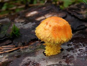 Šupinovka ohnivá - Pholiota flammans