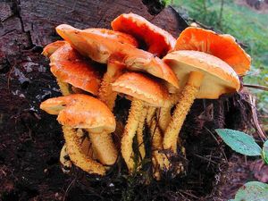 Šupinovka ohnivá - Pholiota flammans