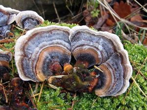 Outkovka pestrá - Trametes versicolor (L.) Lloyd 1921