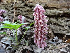 Podbílek šupinatý (Lathraea squmaria)