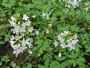 Řeřišnice luční (Cardamine pratensis)