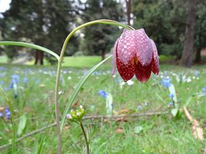 Řebčík kostkovaný (Fritillaria meleagris )