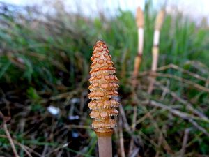 Přeslička rolní (Equisetum arvense )